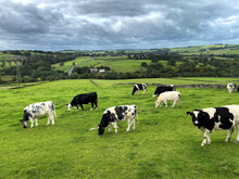 Black And White Cows, Grazing In A Pasture, With A Viaduct And Hills, In The Far Distance Near, Cullingworth, Bradford, UK 