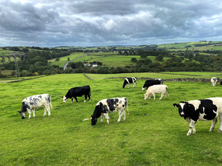 Wall Mural - Black and white cows, grazing in a pasture, with a viaduct and hills, in the far distance near, Cullingworth, Bradford, UK 