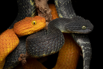 Wall Mural - Pair of Venomous Bush Viper Snakes - Orange female and black male