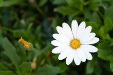 Closeup Shot Of A Beautiful Daisy On A Green Background