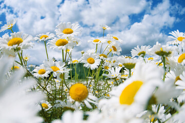 Aufkleber - Beautiful daisies in the sun. Summer bright landscape with daisy wildflowers in the meadow.