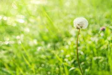Aufkleber - Summer background of green grass dandelion in the morning dew. Bright morning background