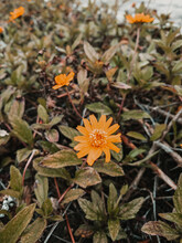 Orange Flowers Growing In A Field Next To The Beach