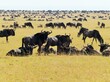 Wildebeests On Field Against Sky