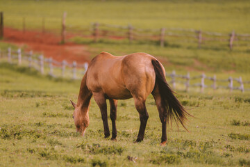 Wall Mural - Horse in the ranch, Lanai island, Hawaii
