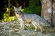 Cute looking gray fox isolated full size portrait