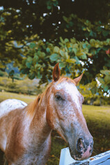 Wall Mural - Horses at Kualoa Ranch, Oahu, Hawaii