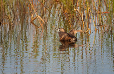 Pied-Billed Grebe swimming in a circle with wings aloft