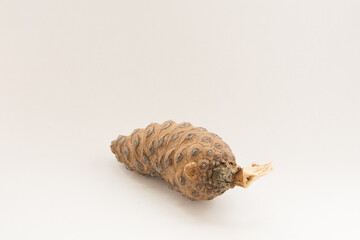 Closeup shot of a fir cone on a white background