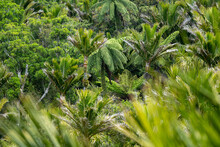 Nikau Palm Trees In A Forest In New Zealand