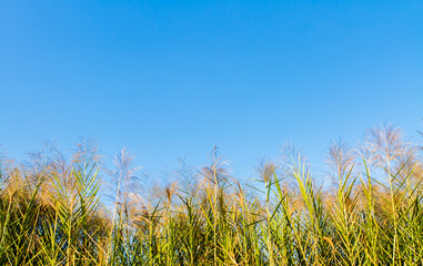 View of grass flower and the blue sky, countryside Chiangmai province  Thailand