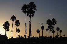 Low Angle View Of Silhouette Palm Trees Against Clear Sky