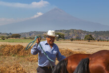 Hispanic Smiling Senior Cowboy Pulling Brown Horses In A Farmland