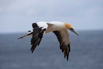 Poster - Shot of  beautiful flying northern gannet bird