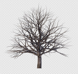 Poster - tree without leaf on transparent background picture with clipping path
