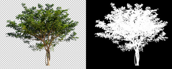 Leinwandbilder - tree on transparent background