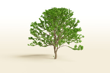 Poster - single tree on white background