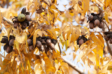 Wall Mural - Pecans on a tree in a pecan orchard