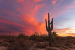 Arizona desert sunset with Saguaro cactus