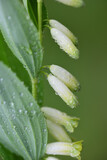 Fototapeta Tulipany - Delicate white flowers hang from a Solomon's seal or white spice (Polygonatum officinale Moench) and are covered with water droplets, in portrait format