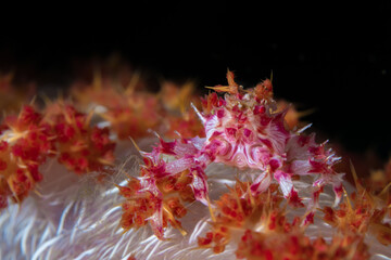 Wall Mural - Soft coral candy crab (Hoplophrys oatesi) camouflaging on coral reef