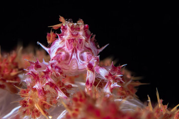 Wall Mural - Soft coral candy crab (Hoplophrys oatesi) camouflaging on coral reef