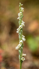 Wall Mural - Orchid of Autumn Lady's-tresses macro photography