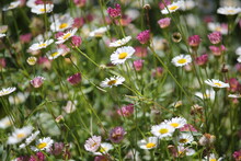 Close-up Of Cosmos Flowers Blooming Outdoors