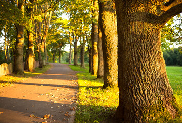 Aufkleber -  Road through the alley of old oaks at sunset. Old oak trees at sunset