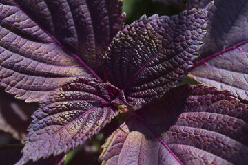 close up Purple Perilla frutescens leaves.