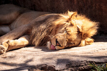 Close-up Of Lion Sleeping On Rock