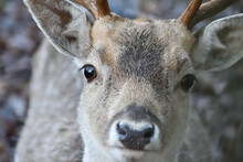 Cute And Curious Young Male, Buck Deer  Looking At Camera