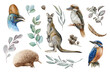 Australia animal and bird watercolor set. Hand drawn kangaroo, kookaburra, echidna, kingfisher, cassowary, eucalyptus branch and seeds realistic collection. Astralia wildlife flora and fauna set.
