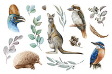 Australia Animal And Bird Watercolor Set. Hand Drawn Kangaroo, Kookaburra, Echidna, Kingfisher, Cassowary, Eucalyptus Branch And Seeds Realistic Collection. Astralia Wildlife Flora And Fauna Set.