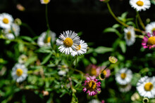Closeup Shot Of Various Beautiful Wildflowers In A Garden