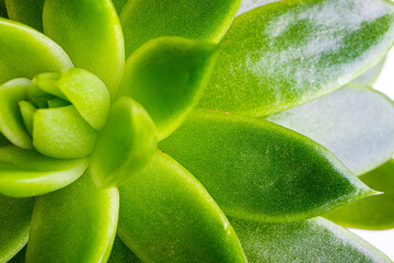 Succulent plant echeveria texture background. Minimal floral flat lay. Green succulent pattern close up. Abstract cactus background