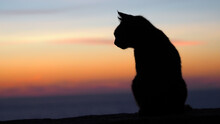 Closeup Of A Cat On A Beach During The Sunset