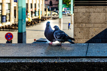 Pigeon Couple Perched On A Stone Parapet In An Urban City Street