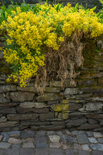 Vertical Shot Of An Old Stone Wall With Yellow Flowers Growing On It Under The Sunlight