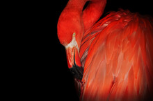 Close-up Of Flamingo Against Black Background