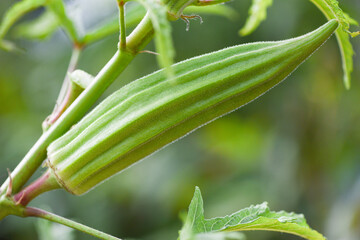 Wall Mural - okra on tree growing in the farm, Lady Fingers vegetable.