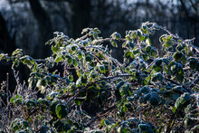 Frosty Bramble Leaves