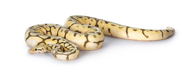 Leinwandbilder - Full body side view adult Killerbee Ballpython aka Python Regius. Isolated on white background.
