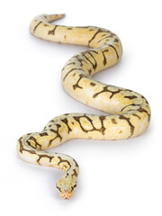 Leinwandbilder - Top view of adult Killerbee Ballpython aka Python Regius. Isolated on white background.