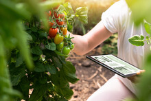 Woman Farmer With Digital Tablet In Cherry Tomatoes Greenhouse. Smart Organic Farm.	
