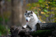 Beautiful grey female husky dog lies on felled logs in autumn forest
Portrait of a dog similar to a wolf with cut-off tree trunks