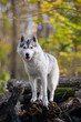Beautiful grey female husky dog stands on felled logs in autumn forest
Portrait of a dog similar to a wolf with cut-off tree trunks
