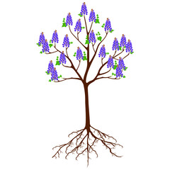 Wall Mural - Paulownia tree with flowers on a white background.