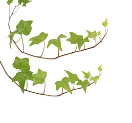 Wall Mural - ivy leaves isolated on a white background