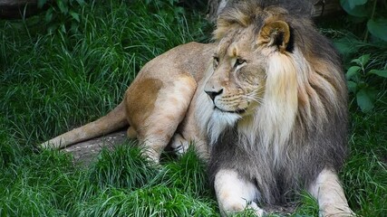 Wall Mural - Close up portrait of male lion